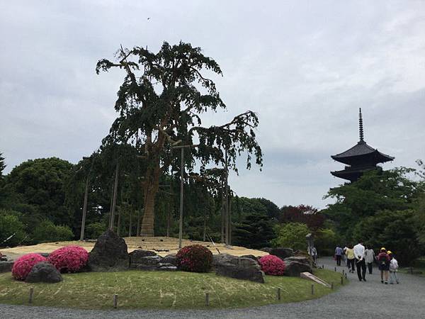 25-7東寺不二櫻.JPG