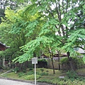 28-15下鴨神社的代表植物---葵.jpg