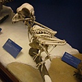 鳥的骨骼