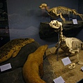 海獅標本和骨骼