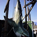 吊起來的大白鯊