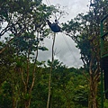 Ｍindo zip lining.jpg