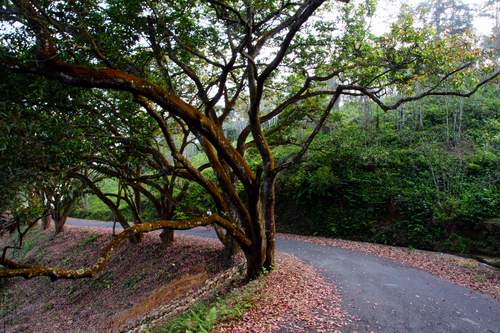 81紅葉步道.JPG