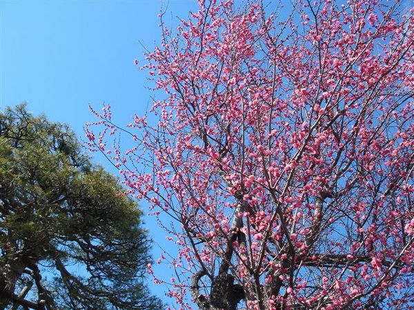 家附近的某戶人家庭園的梅花開了