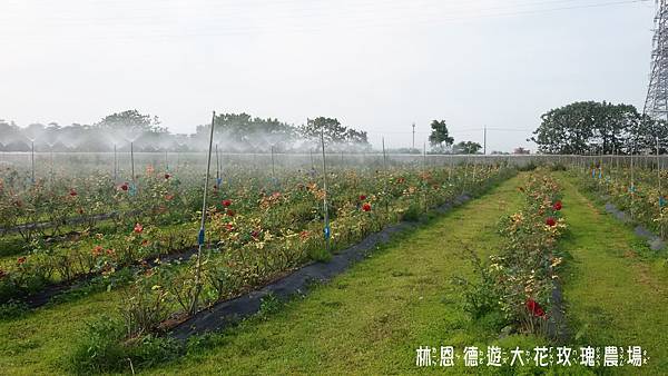 大花有機農場一日遊