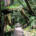 大雪山森林國家公園 2012-09-15 132