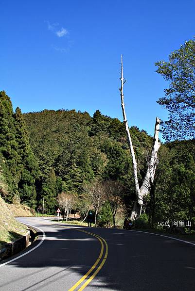 阿里山.塔塔加 152