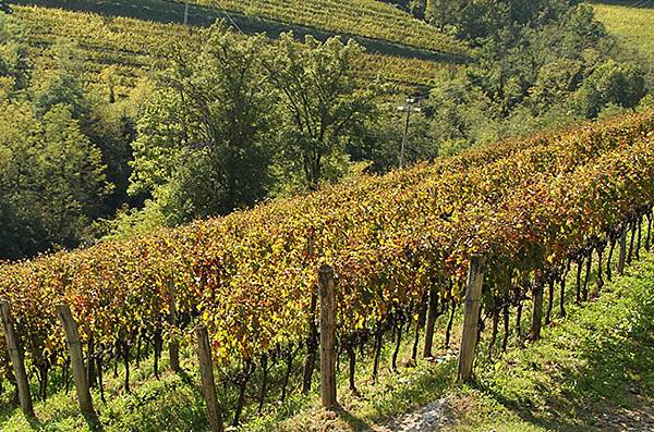 Radikon-Merlot-vineyard.jpg Radikon-Merlot-vineyard.jpg