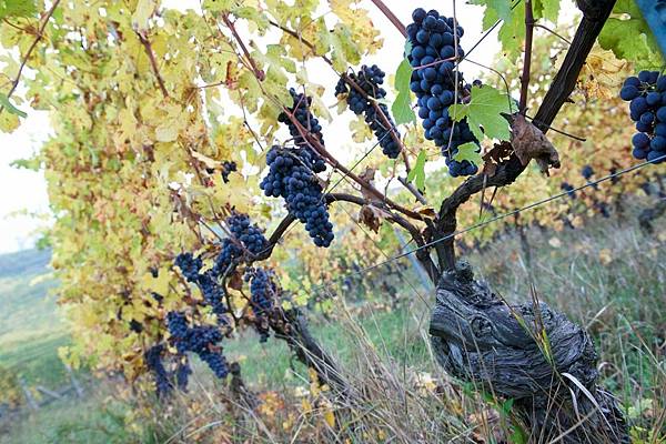 roagna_vendemmia_03-1024x682.jpg