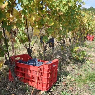 Vendemmia-Fornace-scaled-1-400x400.jpg