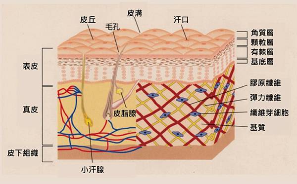 skin structure.JPG skin structure.JPG