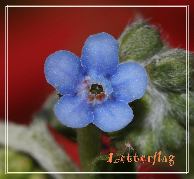 IMG_1691花藍色,小花倒提壺淺藍.JPG IMG_1691花藍色,小花倒提壺淺藍.JPG