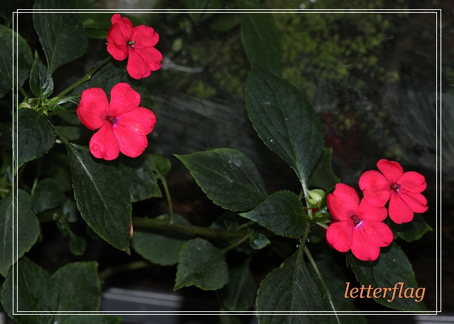 陽台二三事 非洲鳳仙花的 性向 家栽好逑 痞客邦 陽台二三事 非洲鳳仙花的 性向 家栽好逑 痞客邦