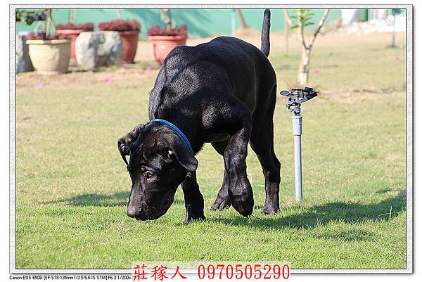 高山犬幼犬10.jpg