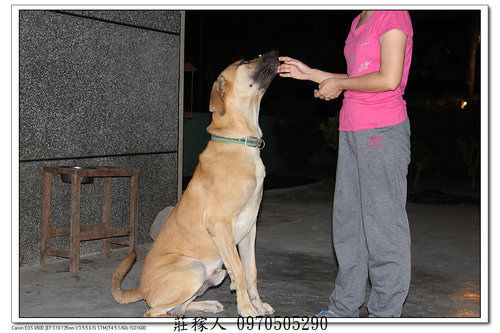 高山犬胖虎的服從1