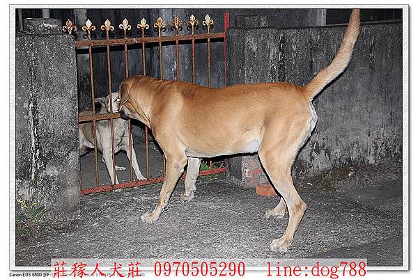 高山犬巡邏2.jpg