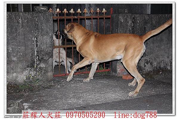 高山犬巡邏3.jpg