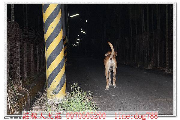 高山犬巡邏7.jpg