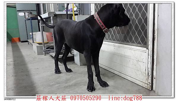 高山犬靜香警戒3.jpg