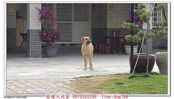 nEO_IMG_高山犬顧家.jpg