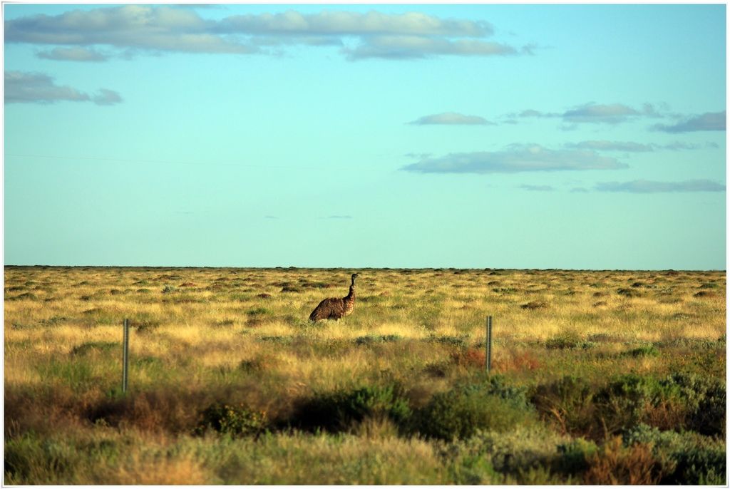 Wild Emu.JPG