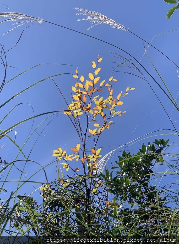 台灣山毛櫸