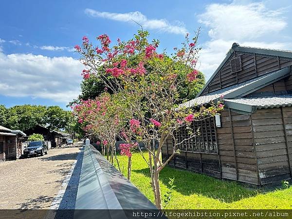 盛夏最豔麗的紫紅～紫薇花