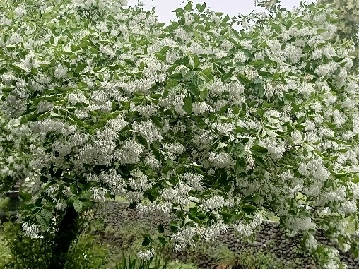 林場的流蘇～四月雪