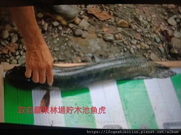 羅東林場的外來物種