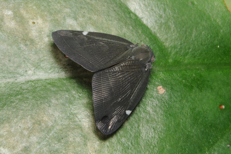 小蝉界的大只佬,广翅蜡蝉,拥有宽宽的翅膀,有时后会把翅膀抬的高高