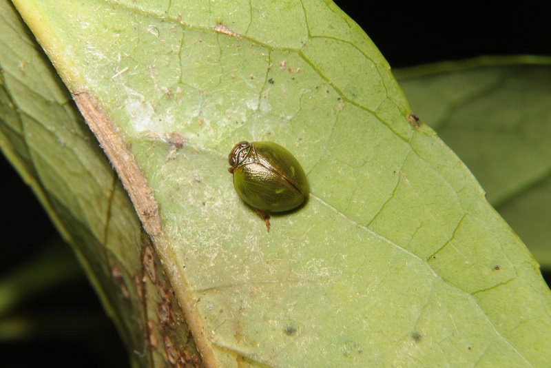 穿著绿色薄纱的瓢蜡蝉