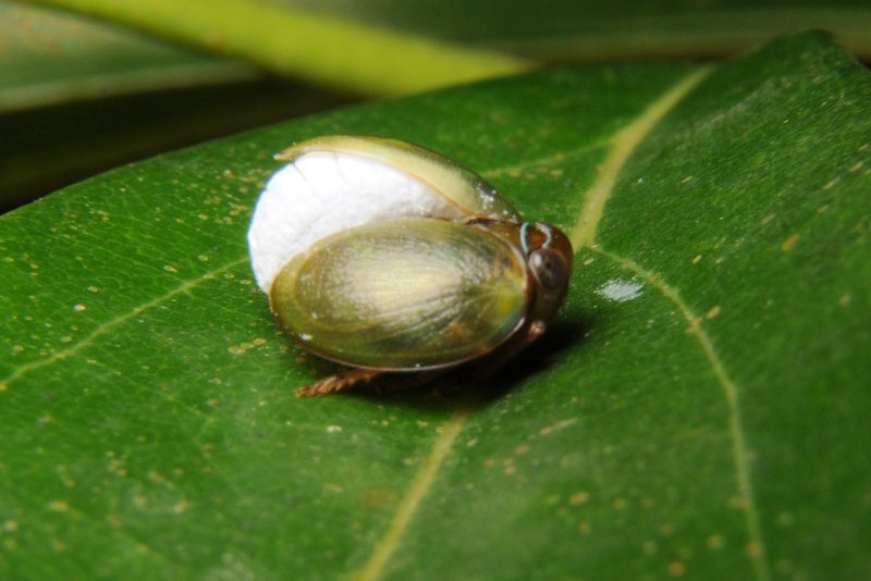 这只很酷,一直不看镜头,还没拍到正面我就被太座叫去拍另一只蝉了.