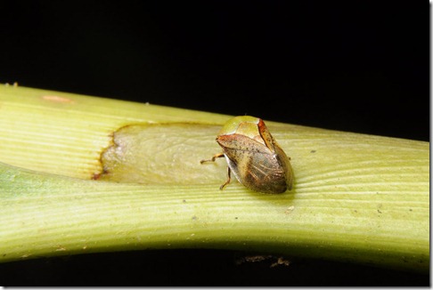 这只很酷,一直不看镜头,还没拍到正面我就被太座叫去拍另一只蝉了.