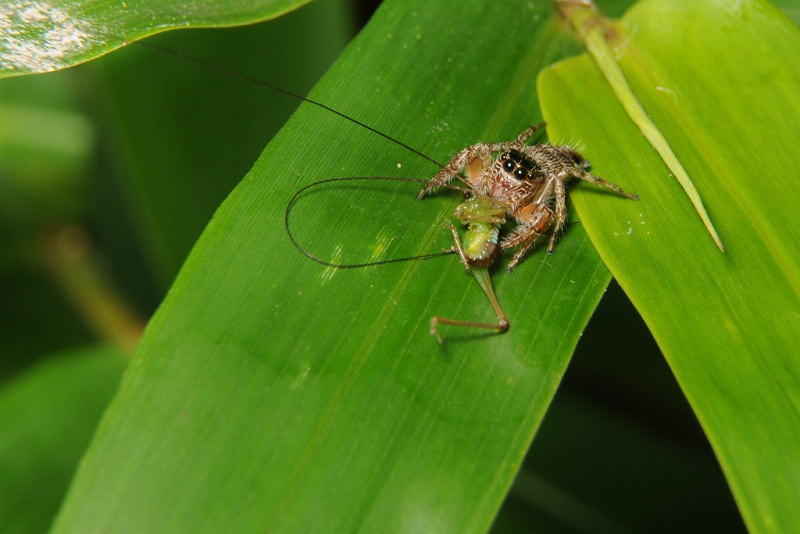 这只很酷,一直不看镜头,还没拍到正面我就被太座叫去拍另一只蝉了.