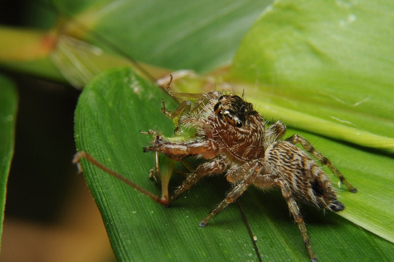 这只很酷,一直不看镜头,还没拍到正面我就被太座叫去拍另一只蝉了.