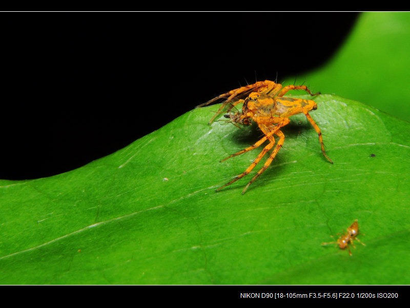 这只很酷,一直不看镜头,还没拍到正面我就被太座叫去拍另一只蝉了.