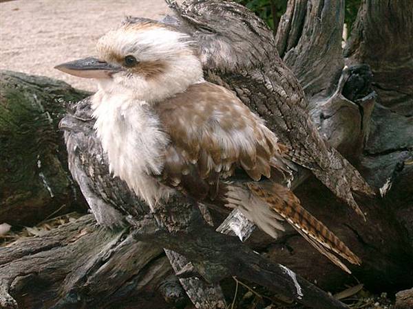 110223511191kookaburra.jpg