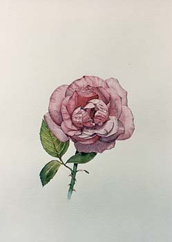 水彩　玫瑰花　水彩‧布紋紙　1982_1.jpg