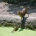 木柵動物園2008May15 (9).jpg