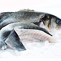 13515_seabass_ben