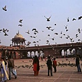 Jama Masjid廣場上的鴿群