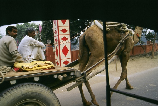 Agra 路上的駱駝貨車