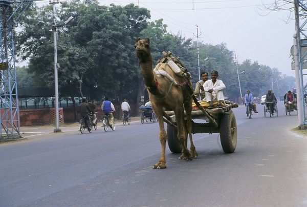 Agra 路上的駱駝貨車