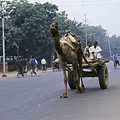 Agra 路上的駱駝貨車