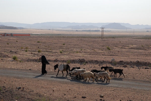Wadi Rum: 貝都因人牧羊