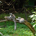馬達加斯加招牌 環尾狐猴