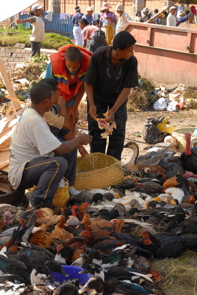 Antananarivo市場中賣家禽