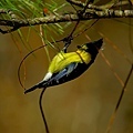 黃山雀