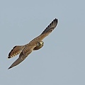 RockKestrel01.jpg