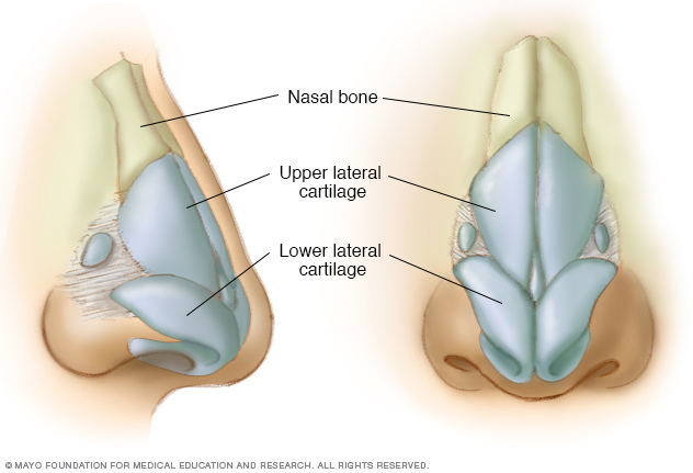 sn7_noseanatomy-8col.jpg sn7_noseanatomy-8col.jpg